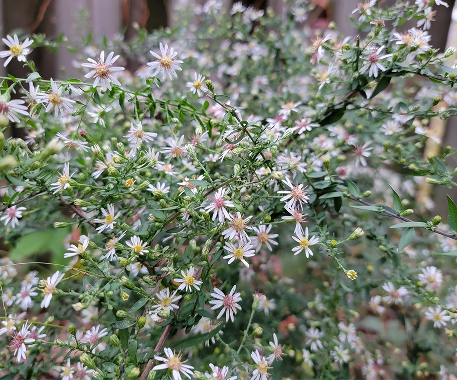 wild Pennsylvania native Symphyotrichum racemosa in full bloom