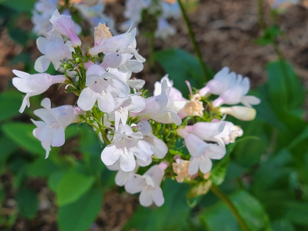 closeup of Penstemon digitalis in peak bloom, wild sown and seed-grown in southeastern Pennsylvania