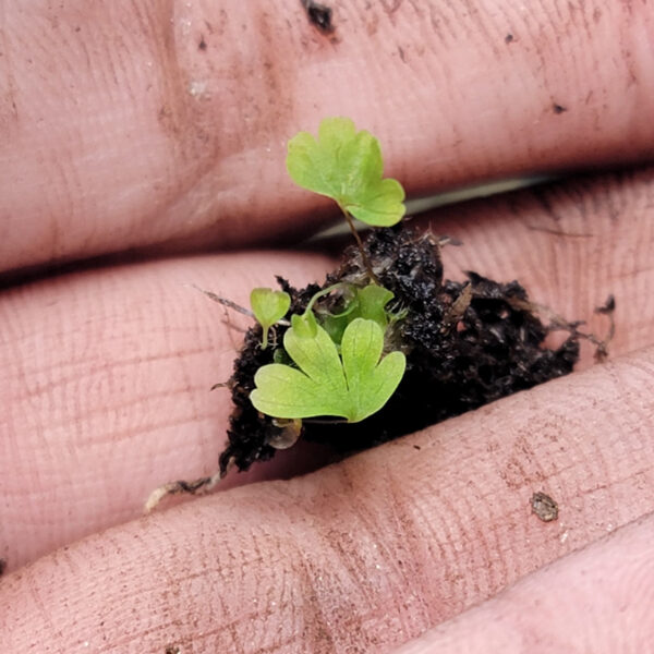 Adiantum pedatum (maidenhair fern) The MagiK Garden 7