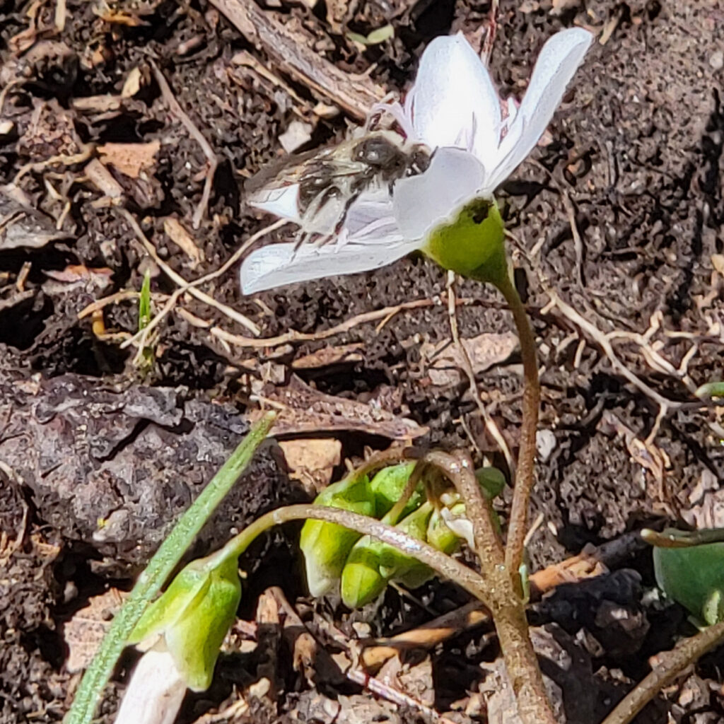 Spring beauty miner bee collecting pollen for her nest. Claytonia virginica grows everywhere at The MagiK Garden