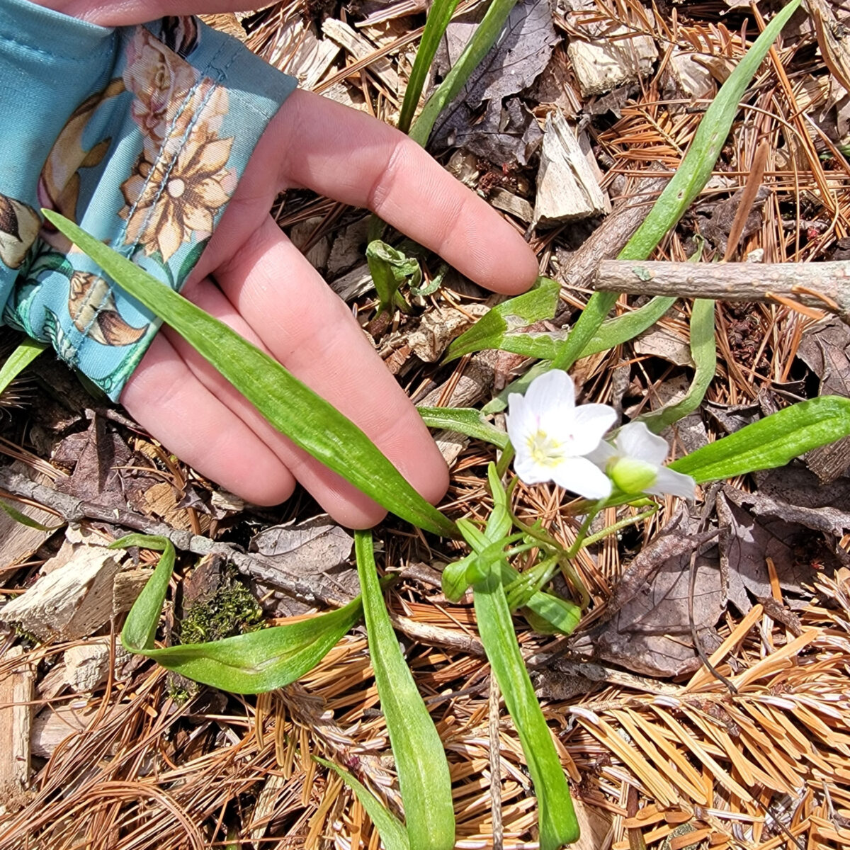 Claytonia virginica (spring beauty) The MagiK Garden 6