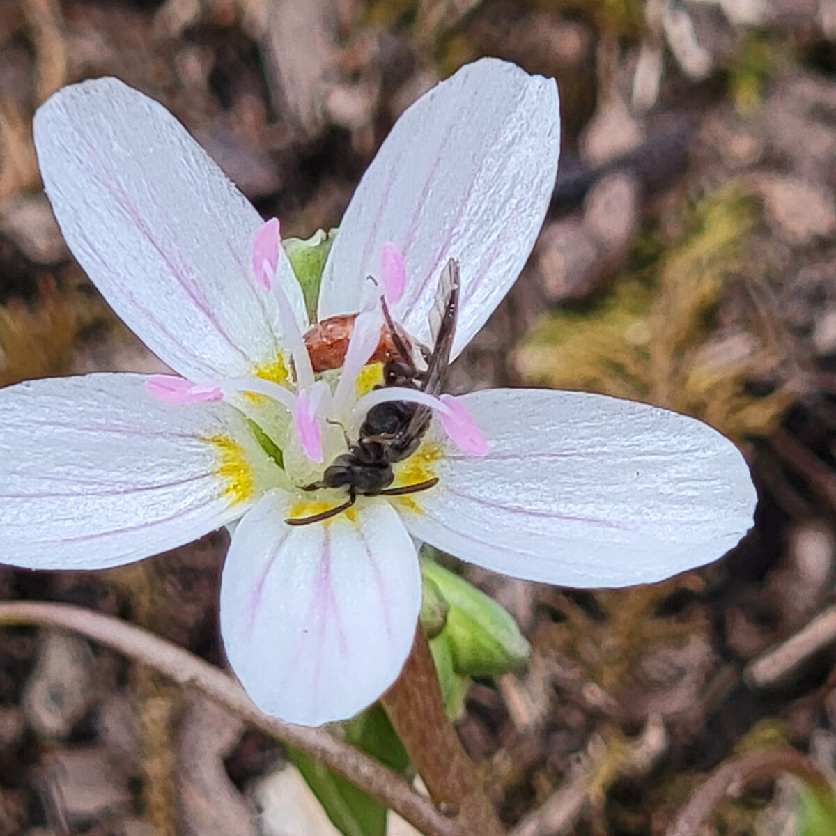 Claytonia virginica (spring beauty) The MagiK Garden 5