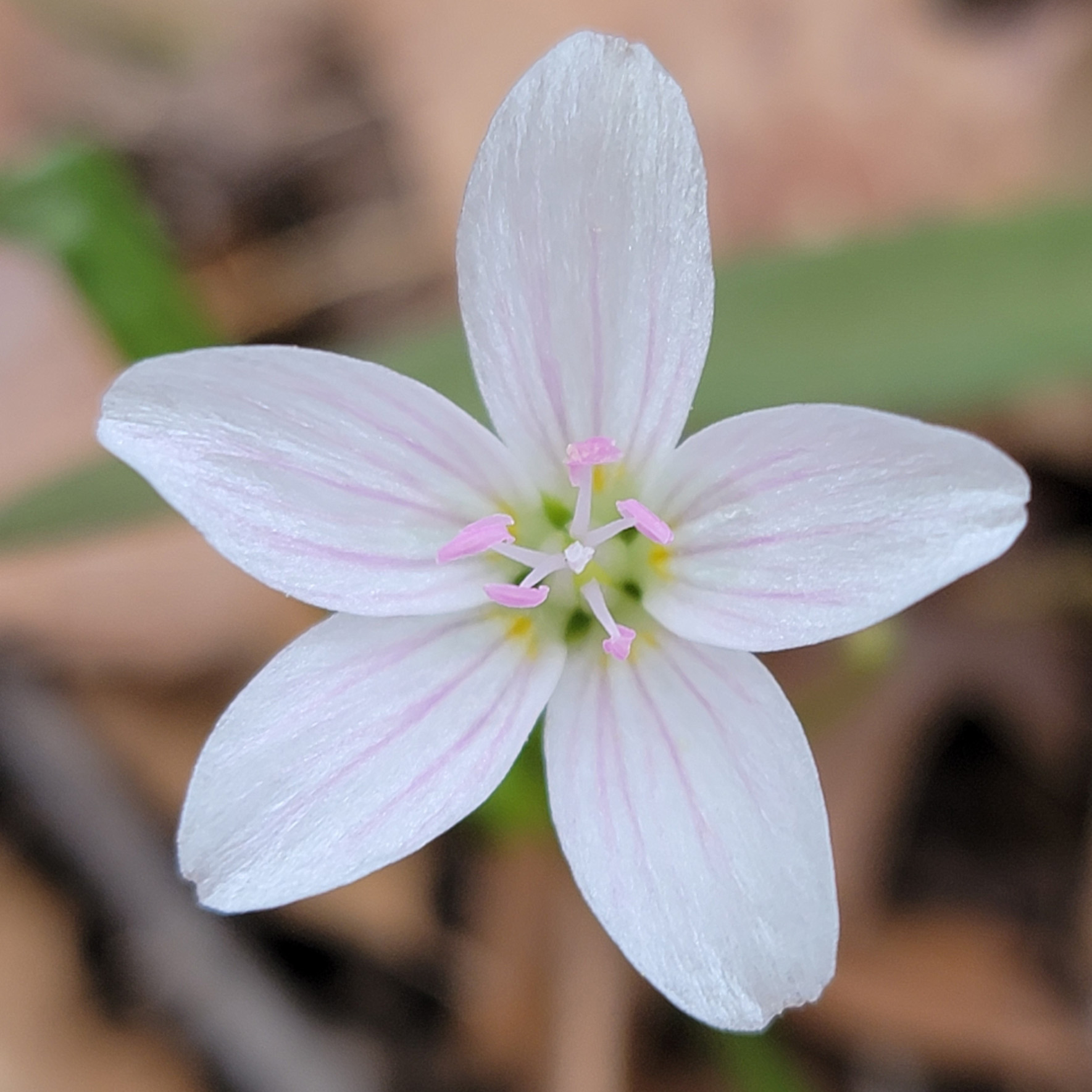 Claytonia virginica, a native spring ephemeral, flower close-up showing five petals with pink stripes and pink anthers