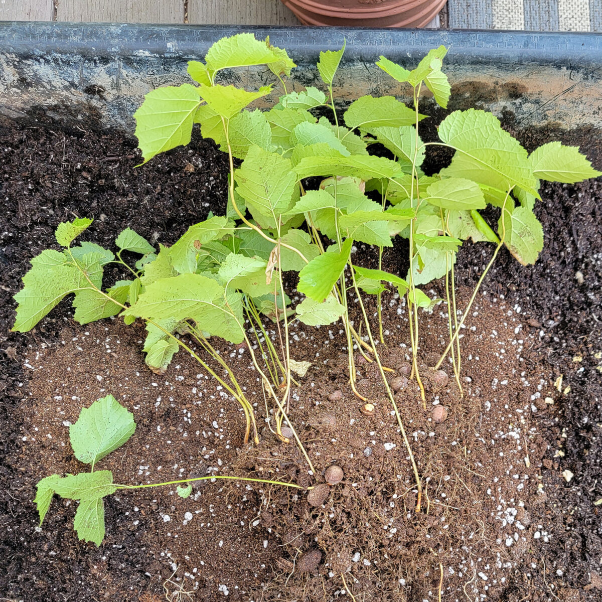 Corylus americana (American hazelnut) The MagiK Garden 4