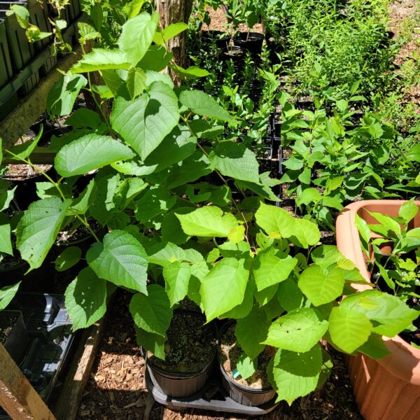 Corylus americana, American hazelnut, seed grown 2024 shown growing in nursery pots in their 2nd year of growth.