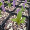3rd year seed-grown shooting stars (Primula meadia) in pots