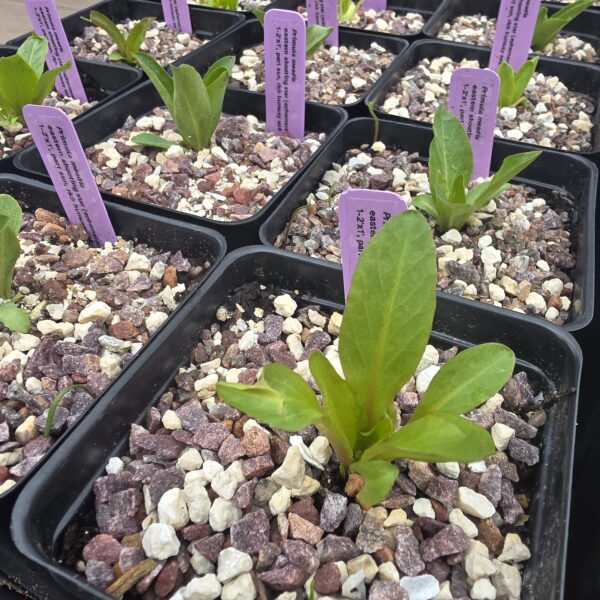 3rd year seed-grown shooting stars (Primula meadia) in pots