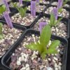 3rd year seed-grown shooting stars (Primula meadia) in pots