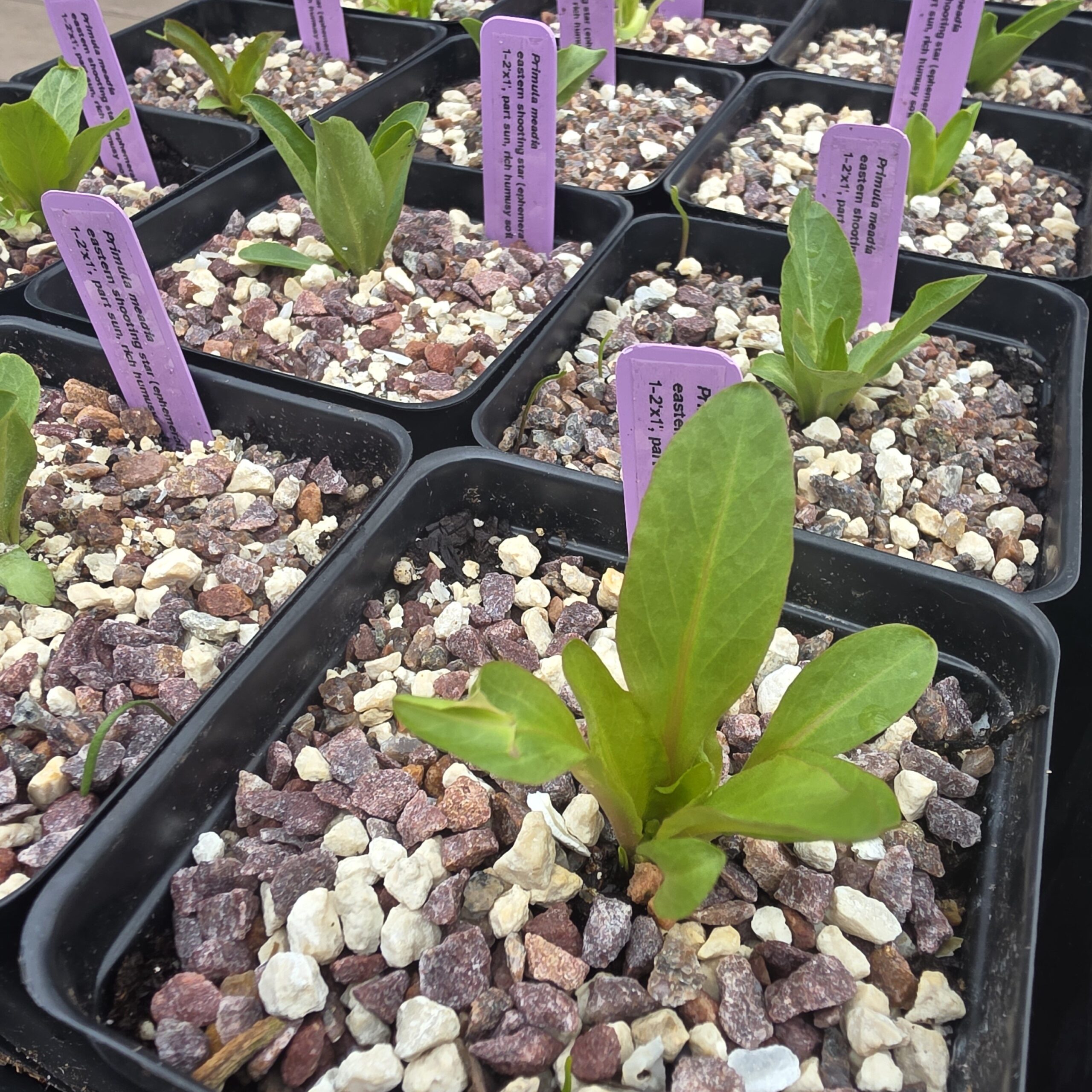 3rd year seed-grown shooting stars (Primula meadia) in pots