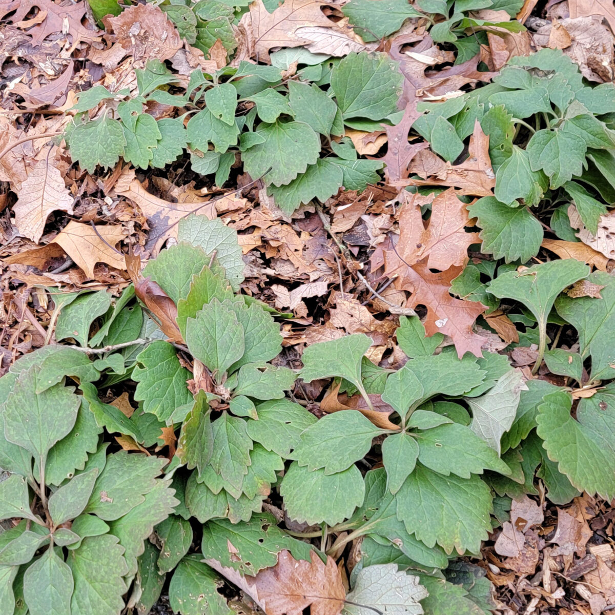 Pachysandra procumbens (Allegheny spurge) The MagiK Garden 4