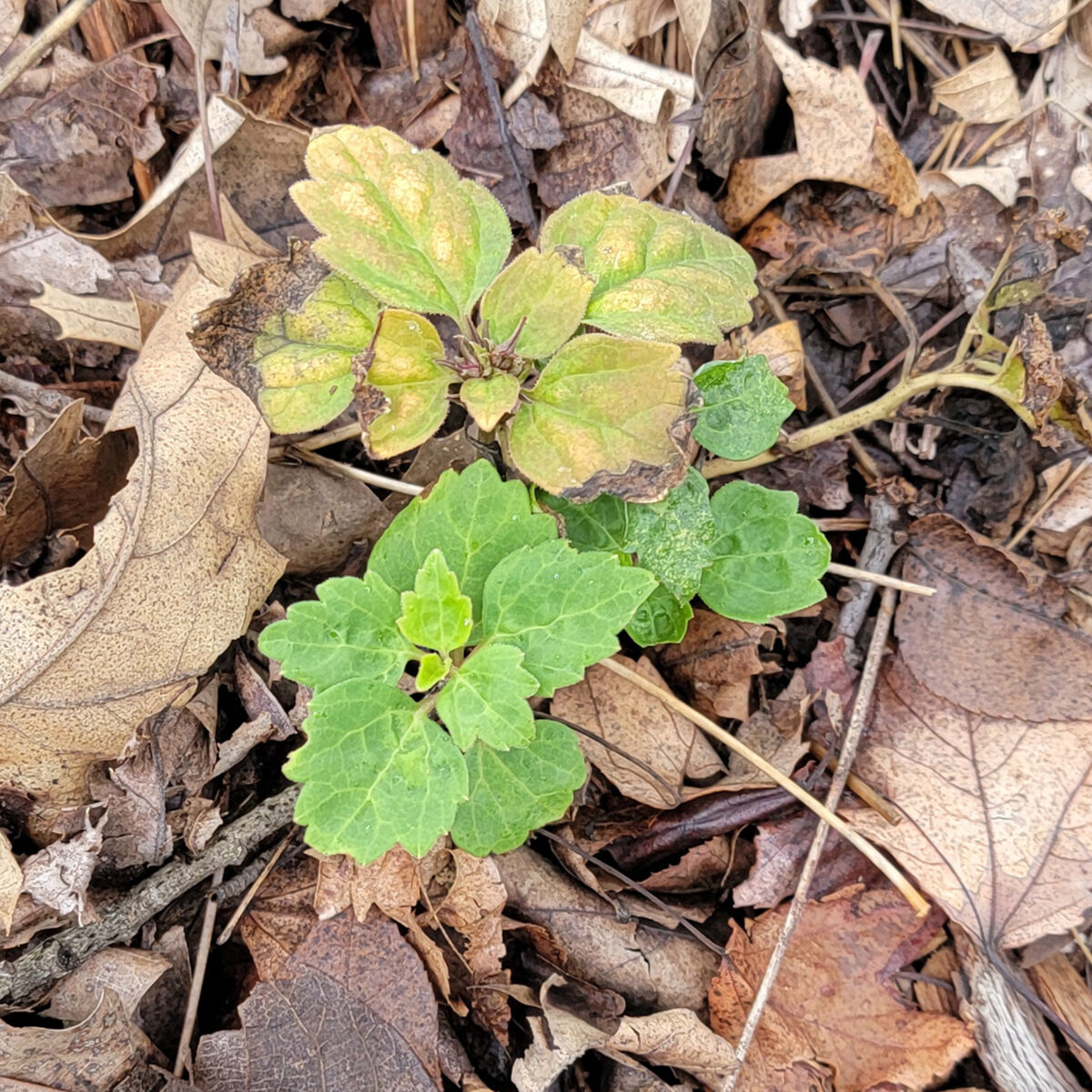 Pachysandra procumbens (Allegheny spurge) The MagiK Garden 3