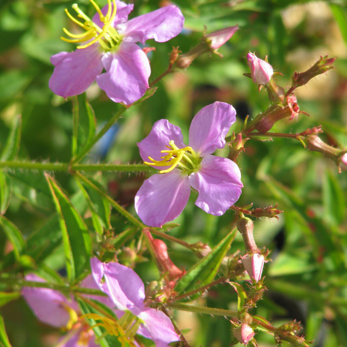 Rhexia virginica (meadow beauty) The MagiK Garden 3