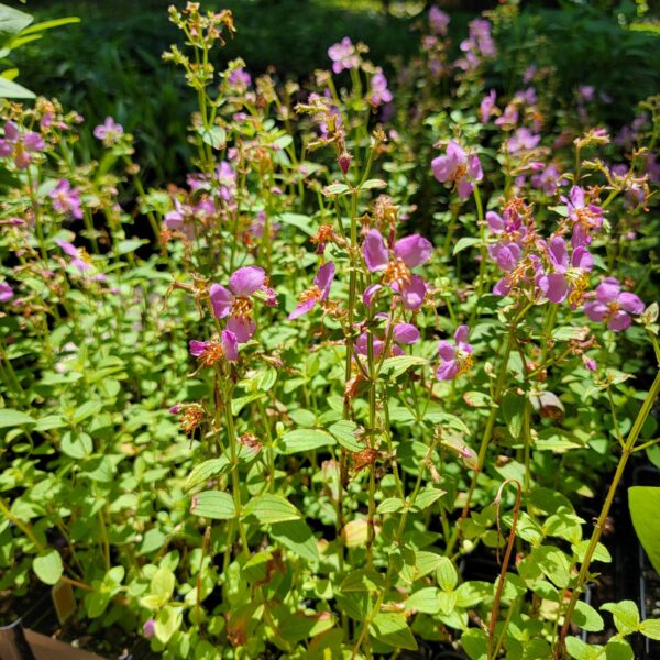 Rhexia virginica, meadow beauty, blooming in the nursery, 2nd year plants