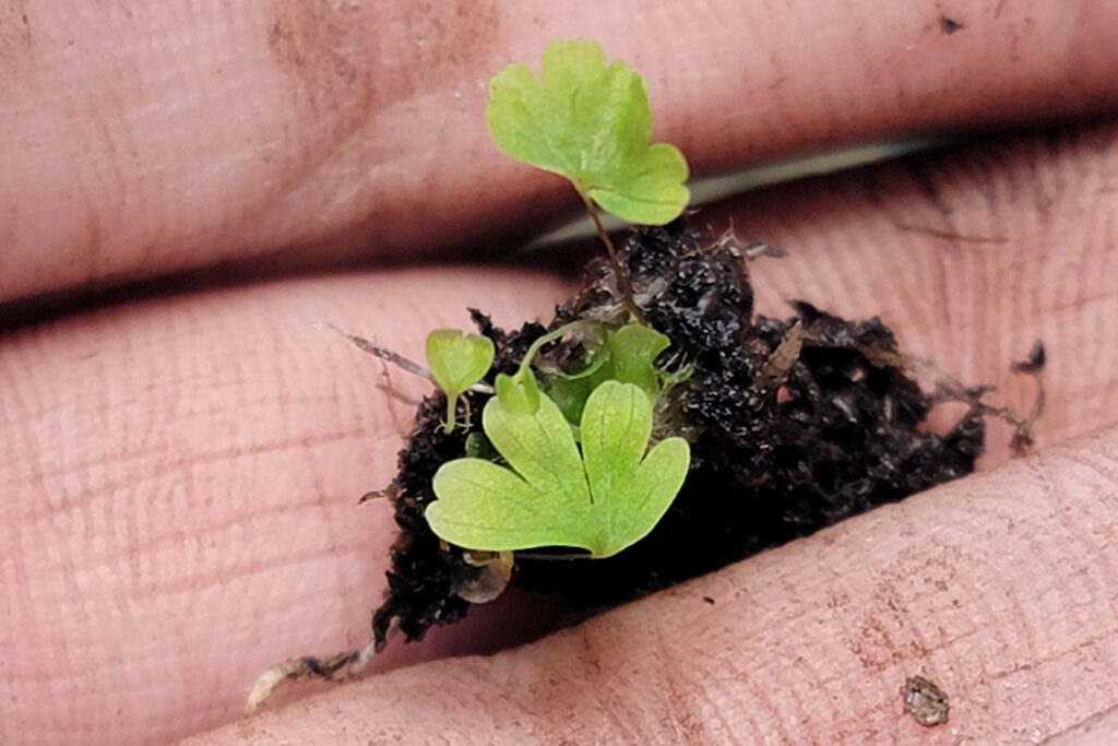 Adiantum pedatum young sporeling