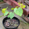 Cercis canadensis (eastern redbud) The MagiK Garden