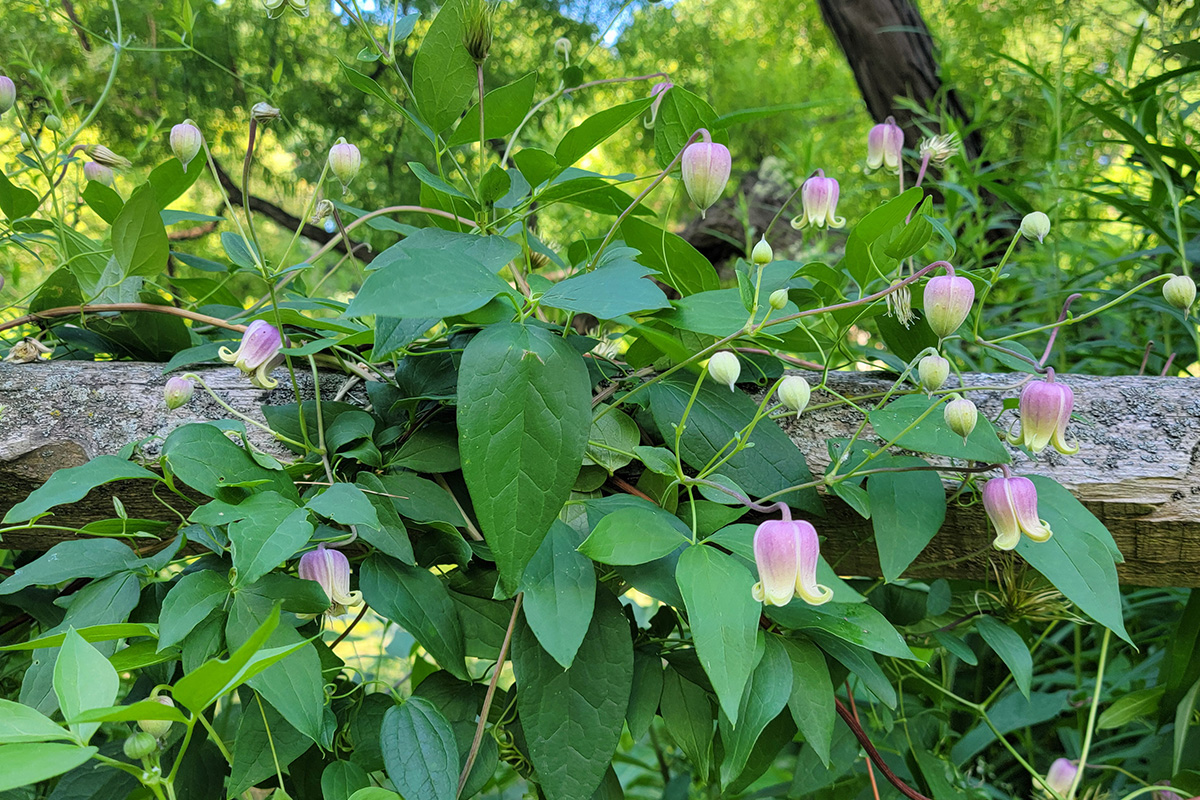 Clematis viorna, the leatherflower, in bloom trailing over an old split rail fence