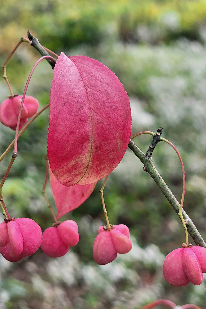 Euonymus atropurpurea, aka eastern wahoo or American burning bush, is an Eastern native shrub in the genus Euonymus. Here it is shown with its bright red fall color and matching red, fuzzy fruit