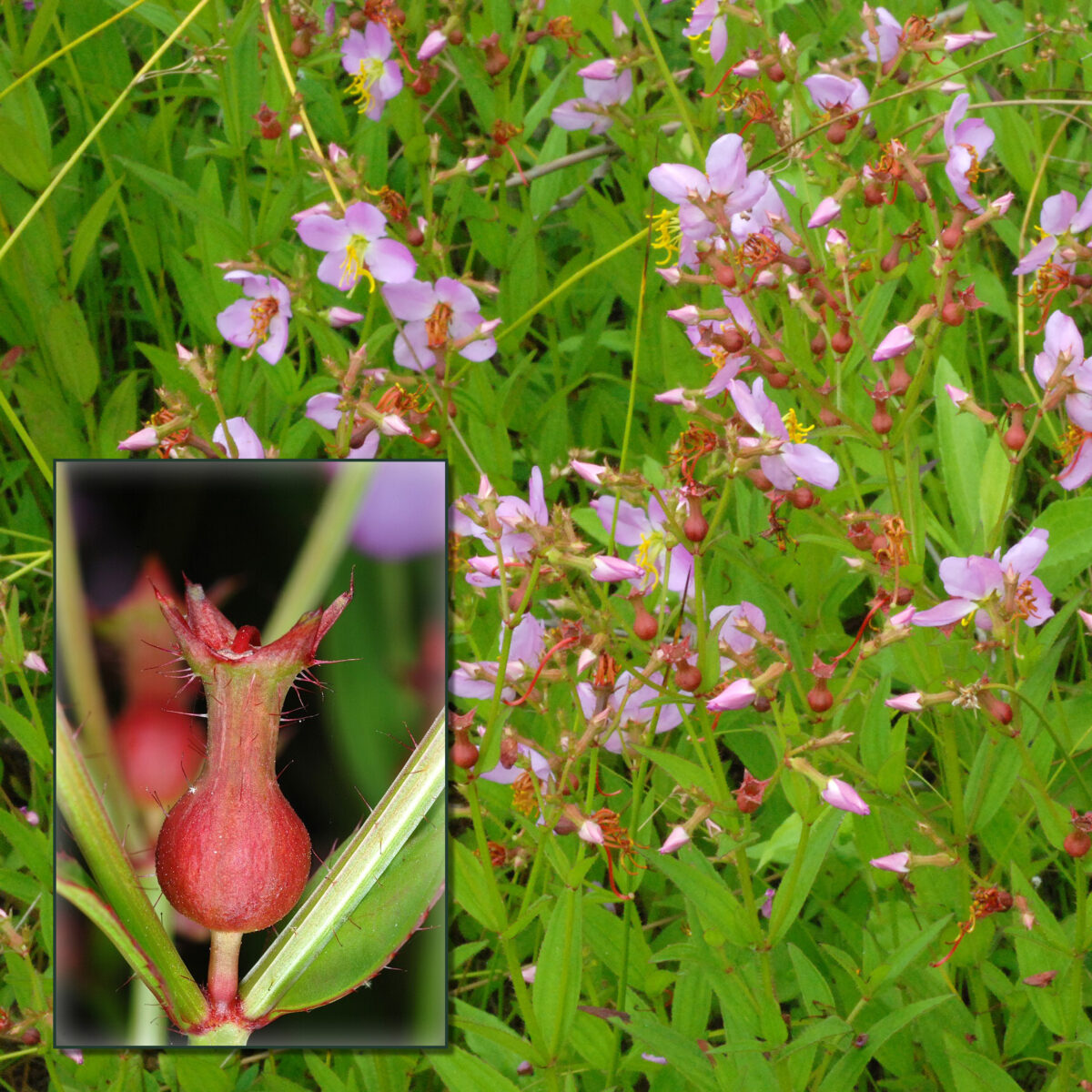Rhexia virginica (meadow beauty) The MagiK Garden 5