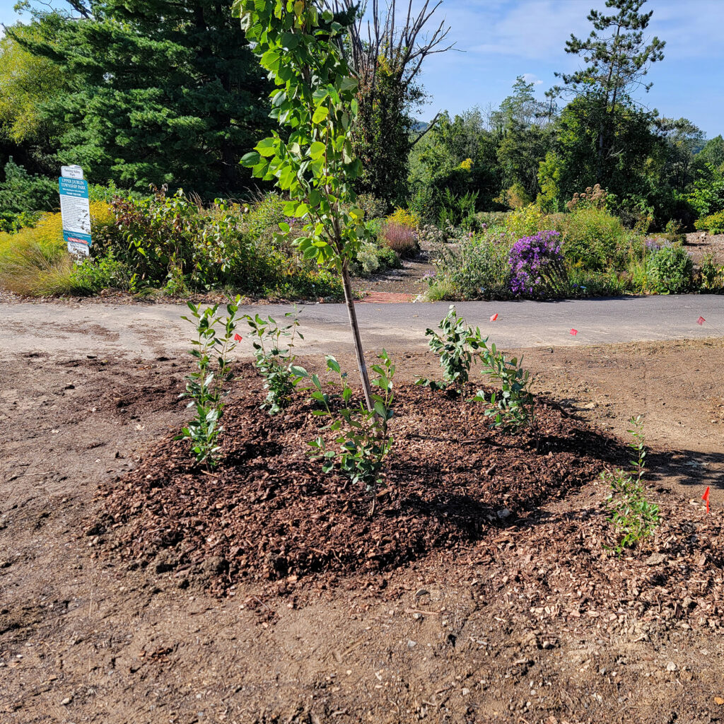 shrubs planted at Twining Valley Park native demo garden in 2023