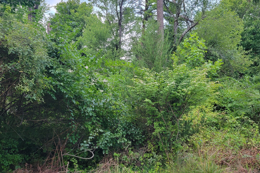 An impenetrable thicket of invasive plants growing on top of each other, only held back thanks to continued maintenance of the space in front of it.