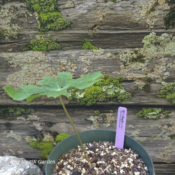 Mayapple