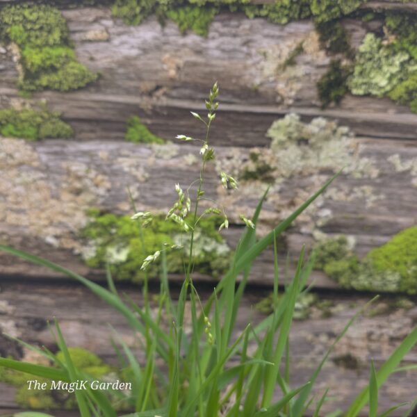 Sweetgrass