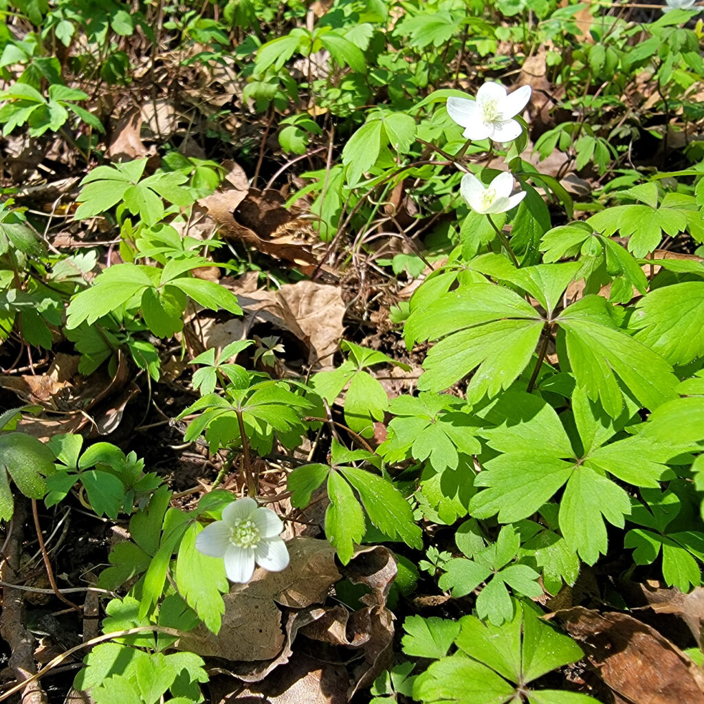 wild patch of Anemonoides quinquefolia at The MagiK Garden