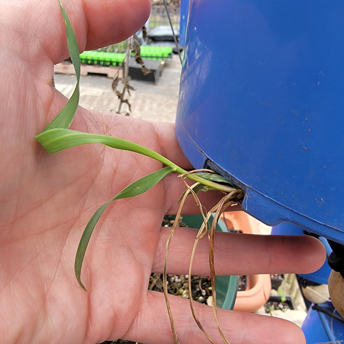 Hierochloe odorata (sweetgrass) The MagiK Garden 7