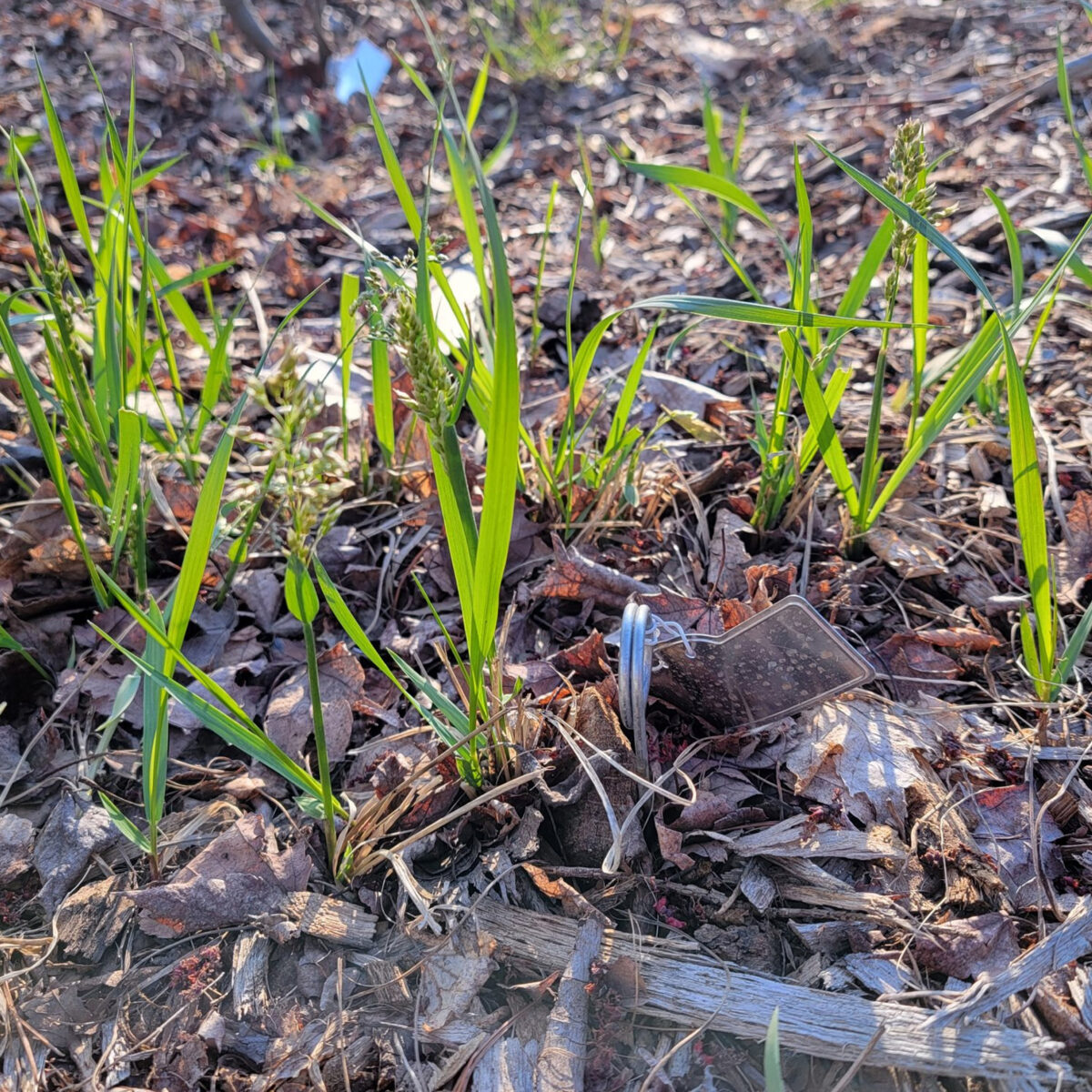 Hierochloe odorata (sweetgrass) The MagiK Garden 3