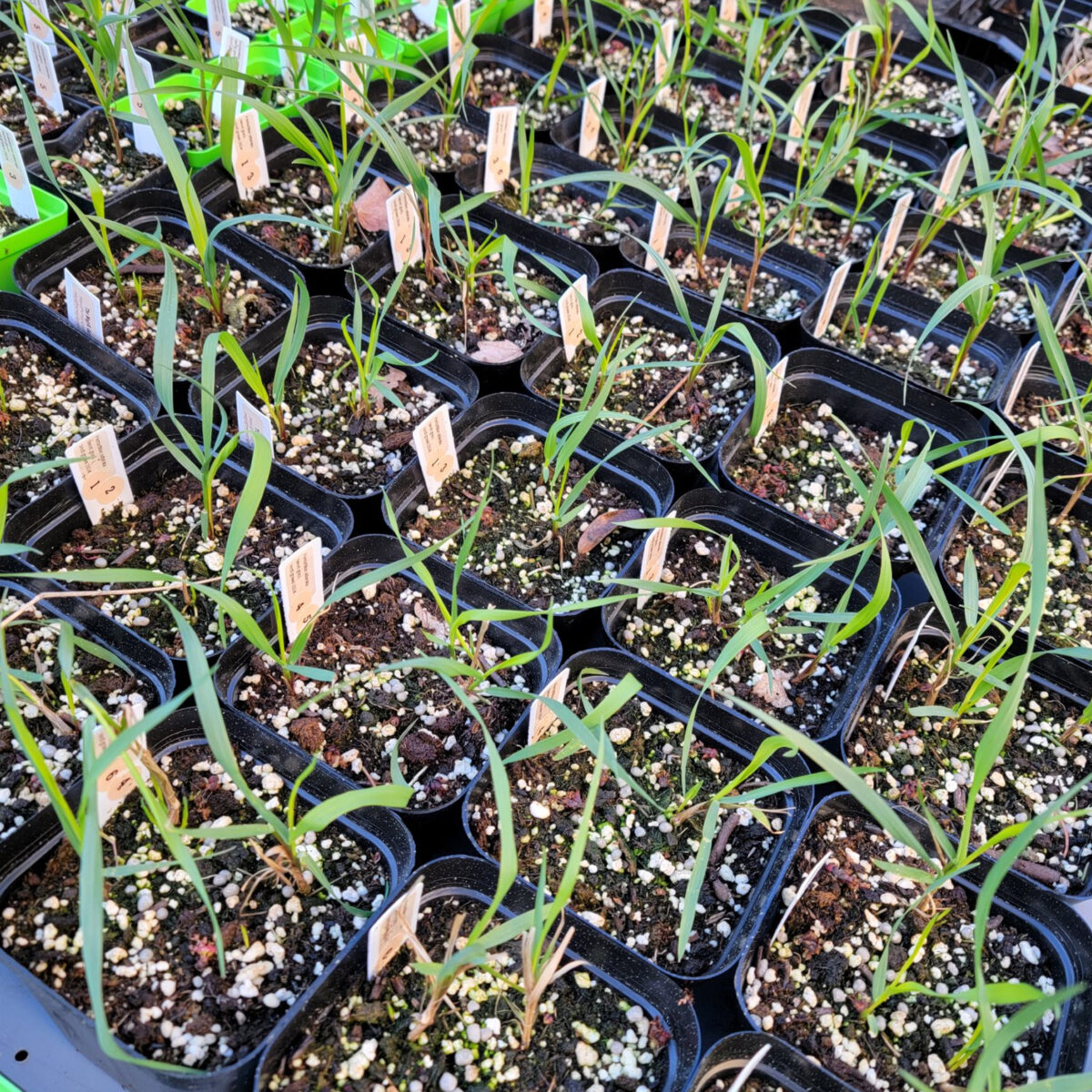 Hierochloe odorata (sweetgrass) The MagiK Garden 6