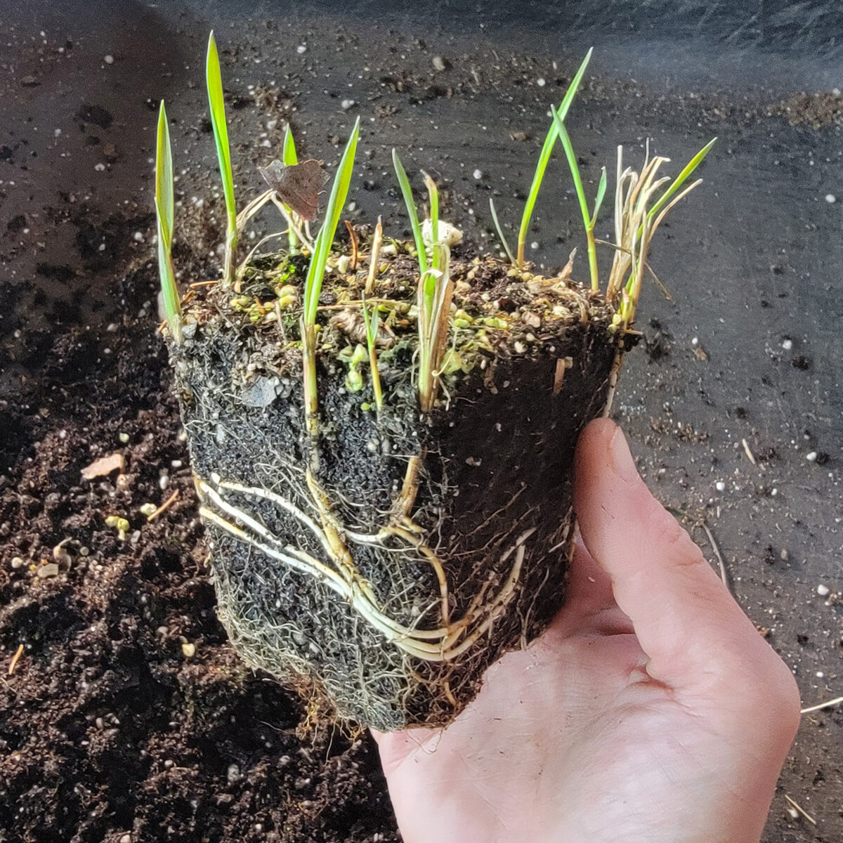 Hierochloe odorata (sweetgrass) The MagiK Garden 5