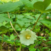 Podophyllum peltatum, aka mayapple, flower detail
