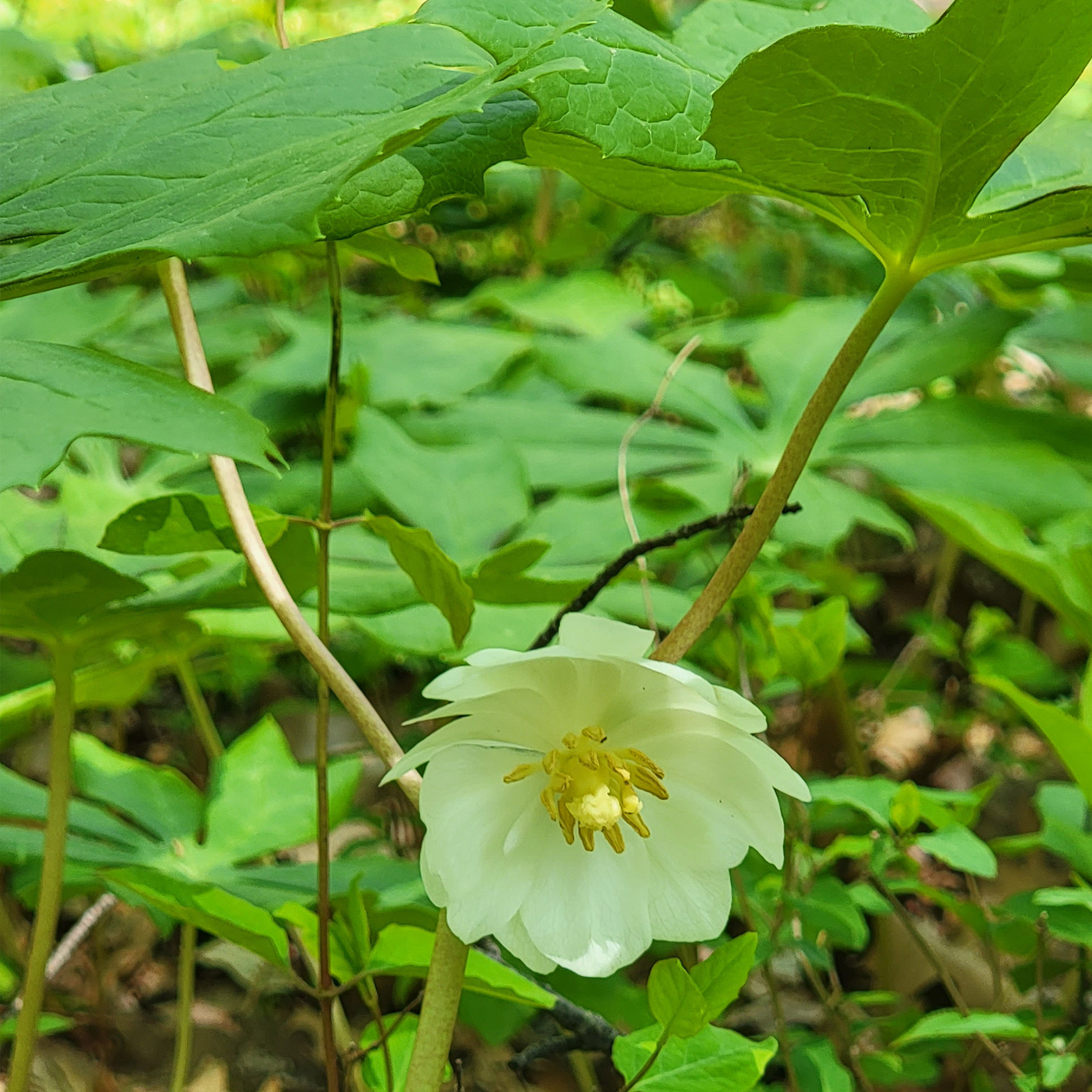 Podophyllum peltatum (mayapple, American mandrake)