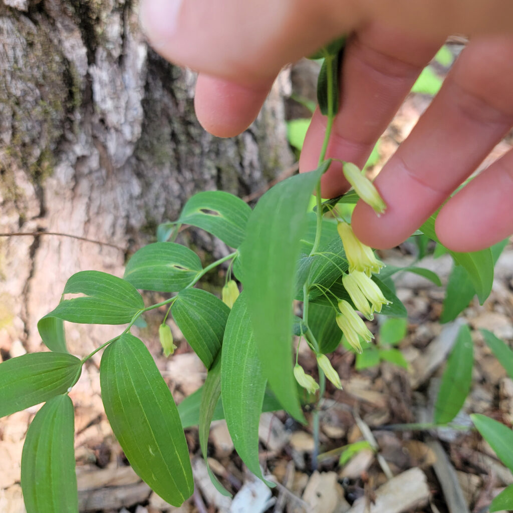 Polygonatum biflorum blooming, found growing wild at The MagiK Garden