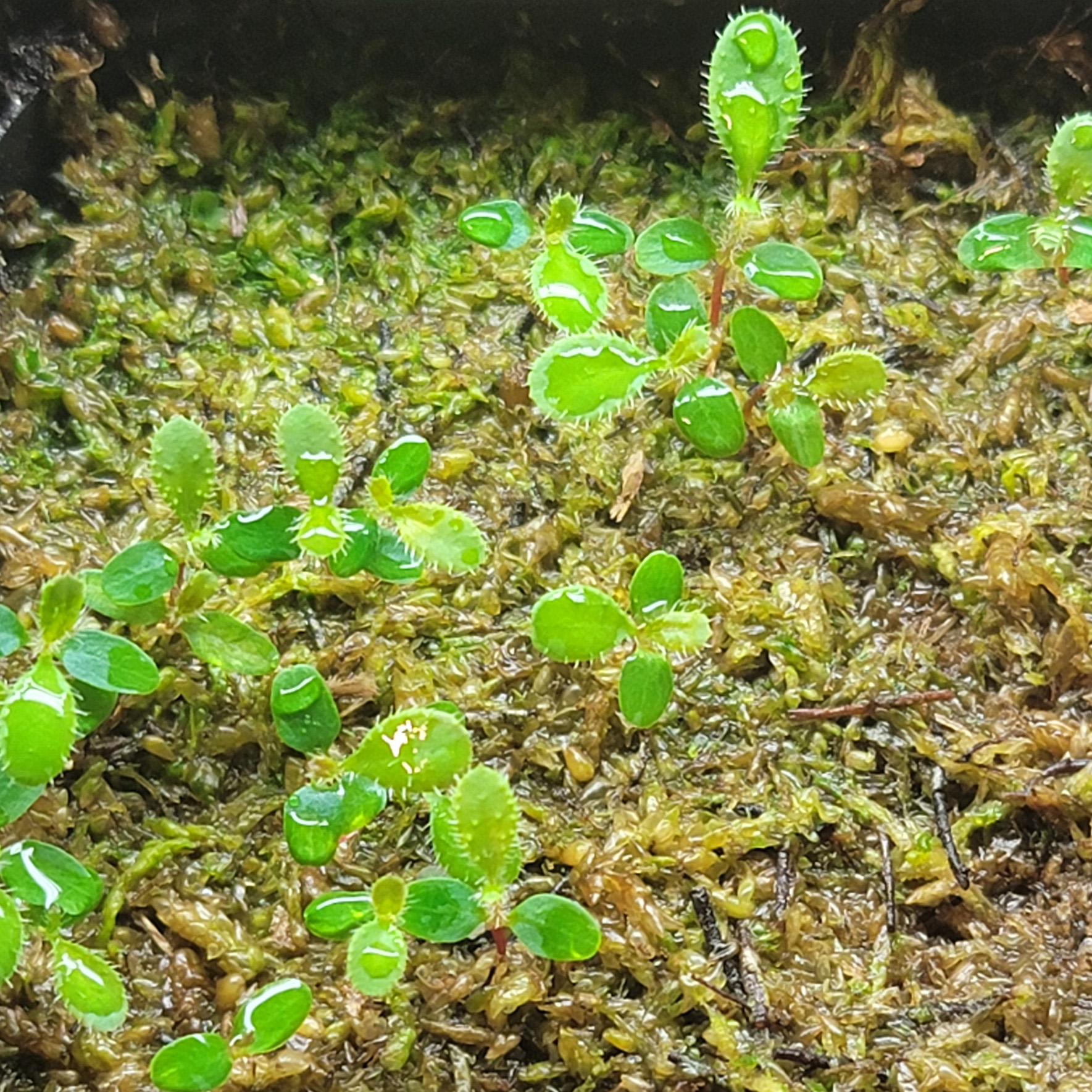 Rhododendron seedlings a few weeks old sown in a layer of sphagnum moss on top of seed sowing mix