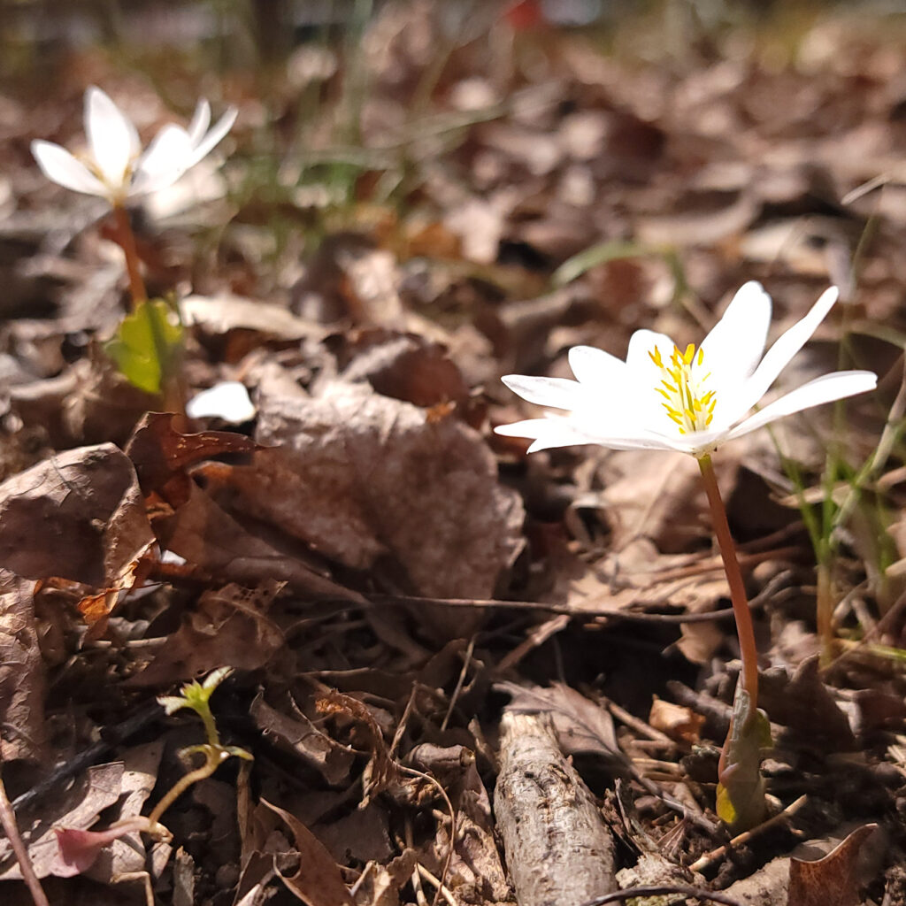 Sanguinaria canadensis, aka bloodroot, blooming in early spring, found growing wild in Pennsylvania