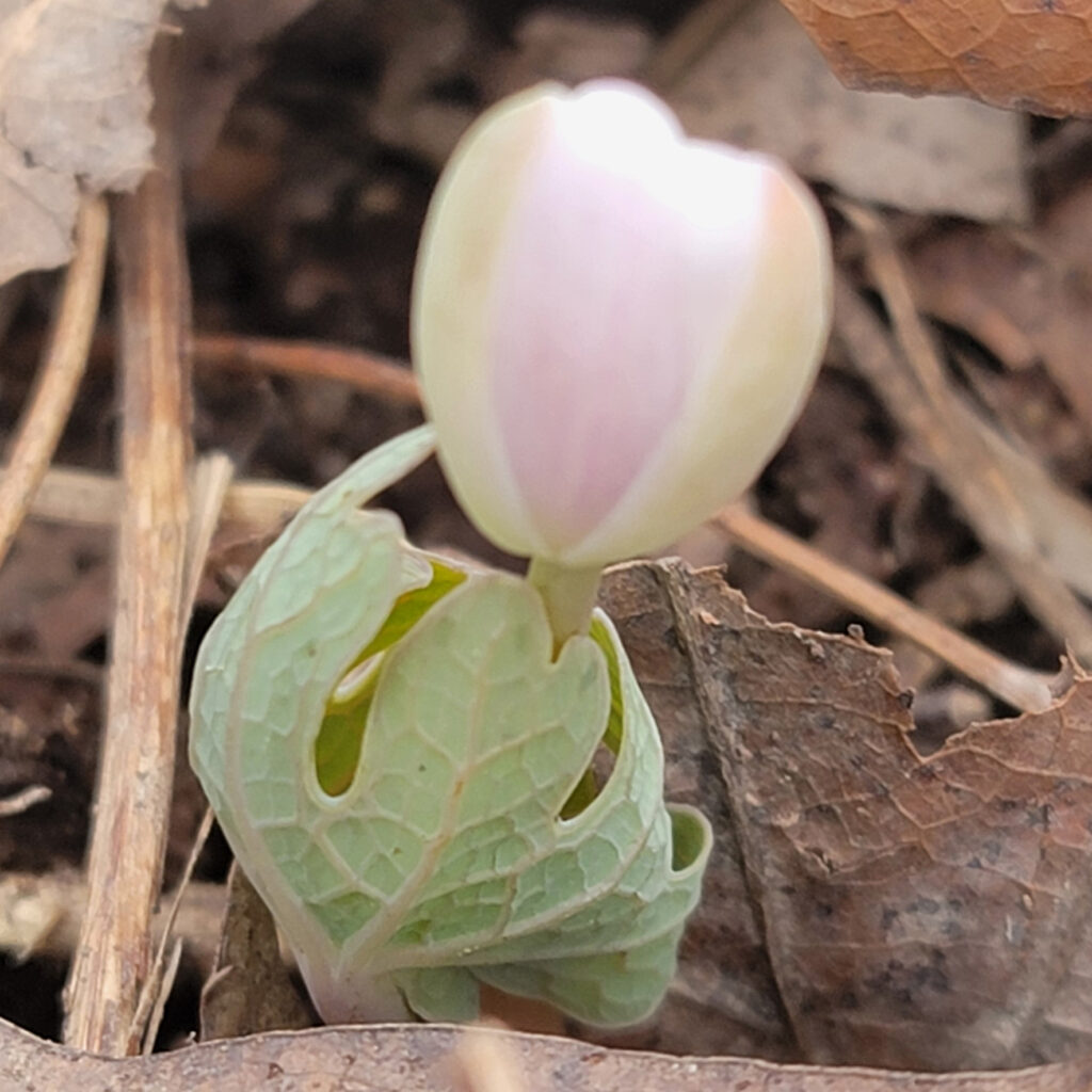 Emerging Sanguinaria canadensis, bloodroot, which grows wild at The MagiK Garden