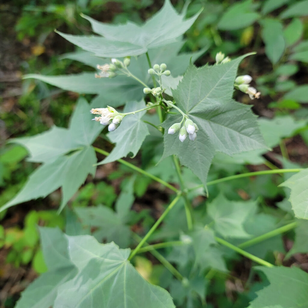 Ripariosida hermaphrodita, synonym Sida hermaphrodita, commonly known as virginia mallow, is a G3 vulnerable species native to PA. The photo shows white flowerbuds opening up with silvery-green velvety leaves that resemble maple leaves.