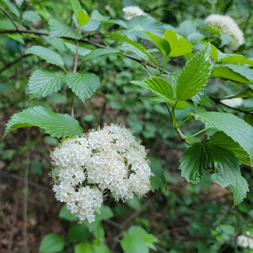 Viburnum dentatum in bloom, growing wild at The MagiK Garden