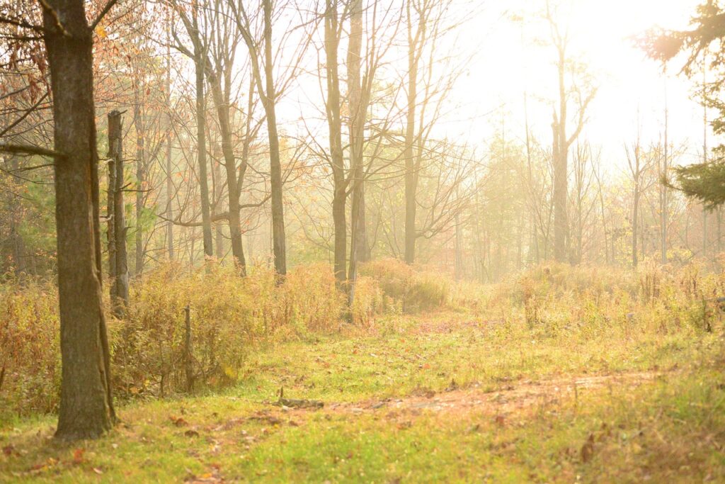 trees, forest, woods, trai, path, clearing, fall season, autumn season, nature, fallen leaves, canada, scenery