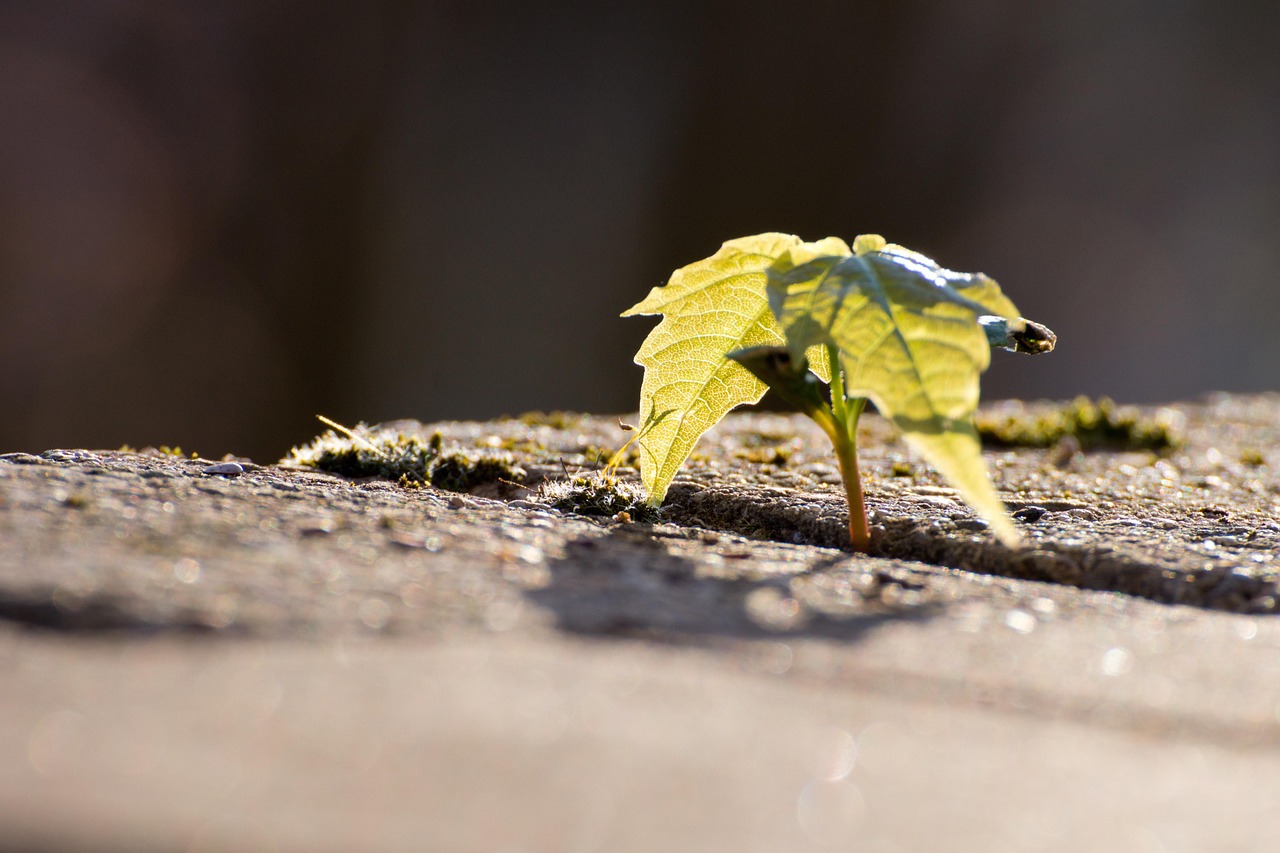 maple, seedling, concrete, leaves, young plant, sprout, plant, tree, new beginning, nature, closeup, seedling, seedling, seedling, seedling, seedling