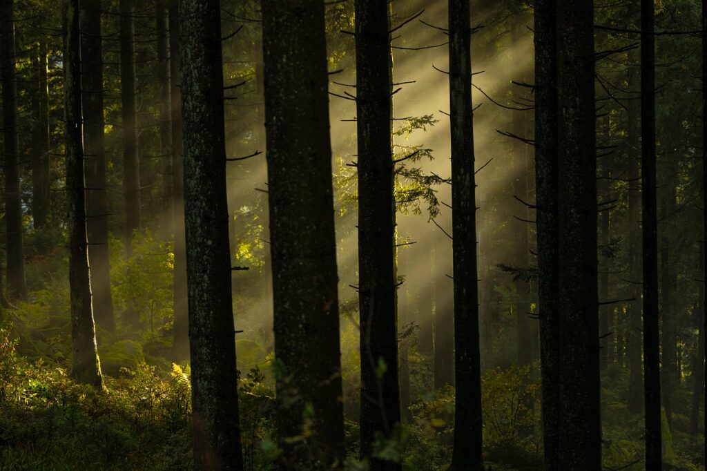 forest, trees, woods, sunlight, fog, misty, foggy, black forest, dark, nature, forest, forest, forest, forest, forest