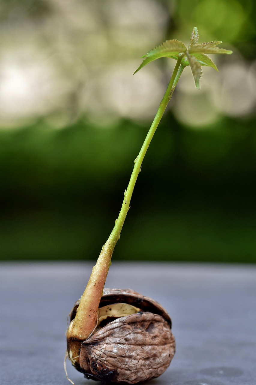 walnut, mother, seedling, nutshell, stem, leaves, plant, growth, nature, close up, walnut, walnut, seedling, seedling, seedling, seedling, seedling