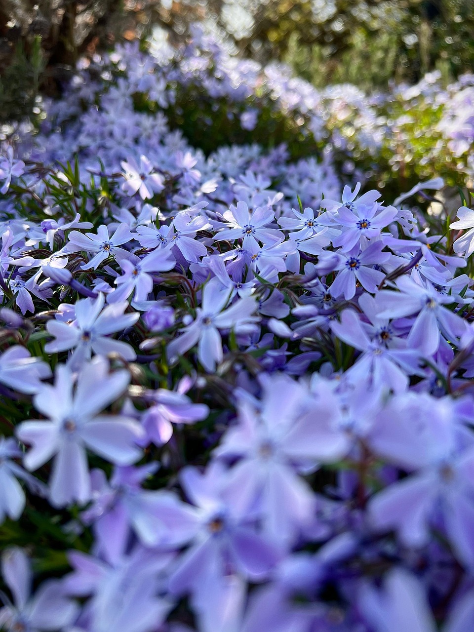 phlox, purple flowers, flower wallpaper, garden, flower background, flowers, spring, beautiful flowers, nature, phlox, phlox, phlox, phlox, phlox