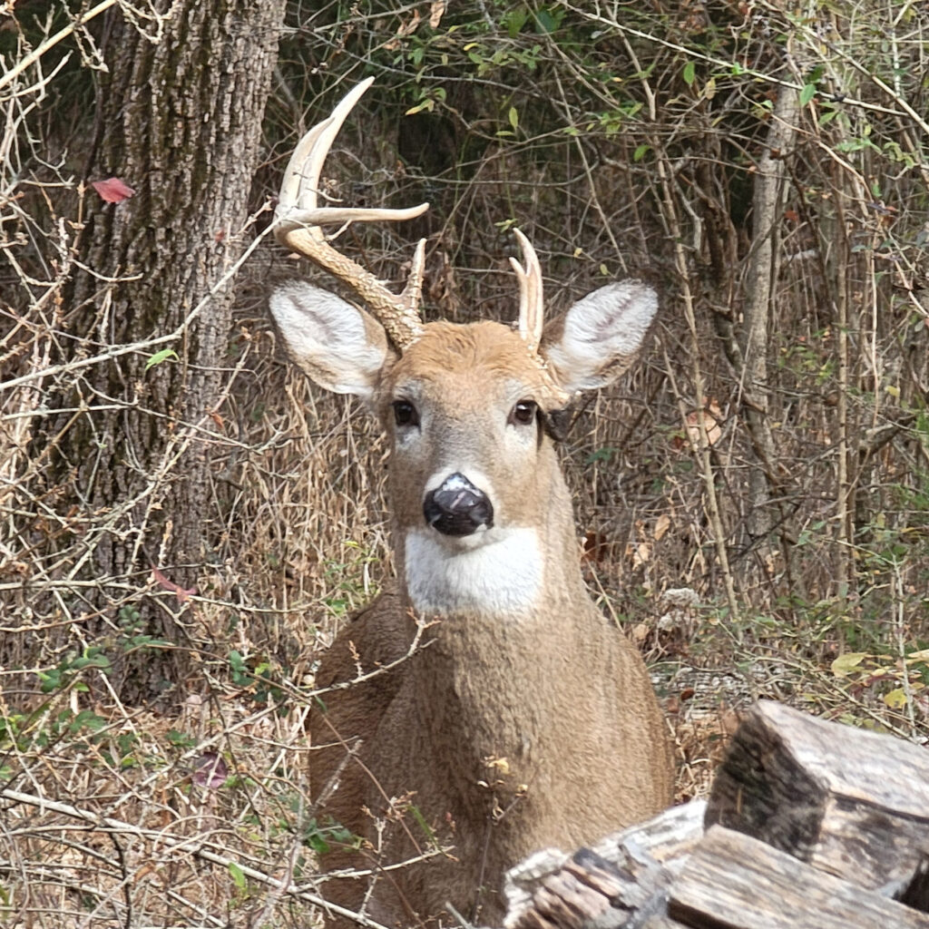 deer with one full antler and one stunted antler indicating a past injury on a rear leg opposite of the antler