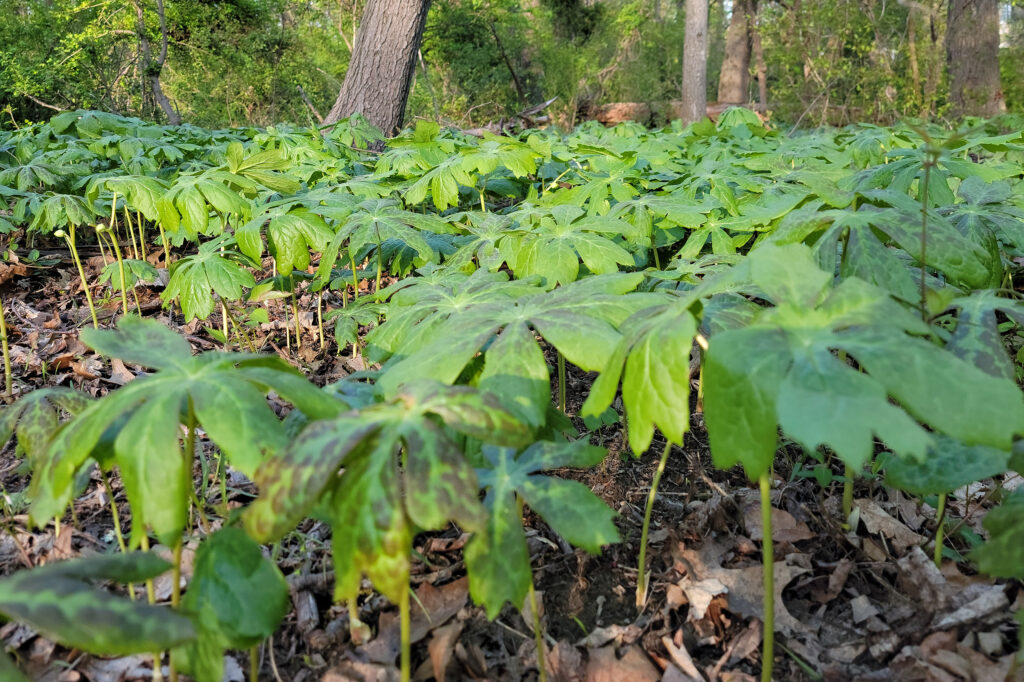 forest floor covered in Podophyllum peltatum