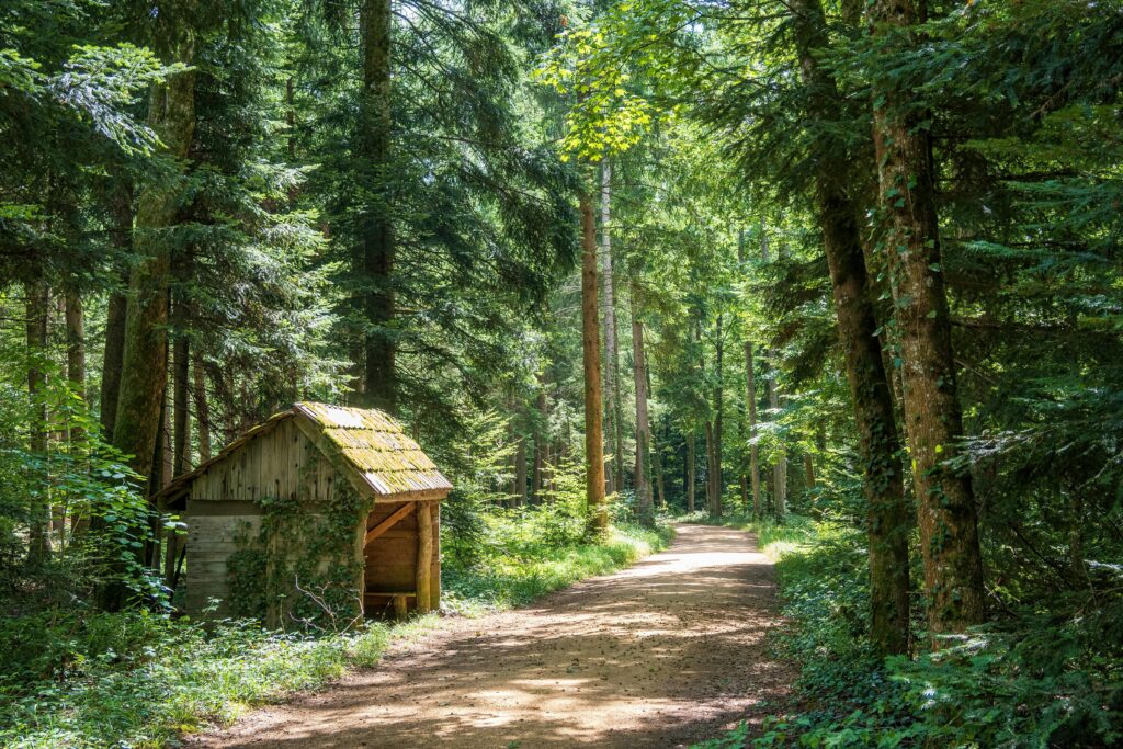 A tranquil forest scene featuring a shaded path and an old wooden shed surrounded by lush greenery.