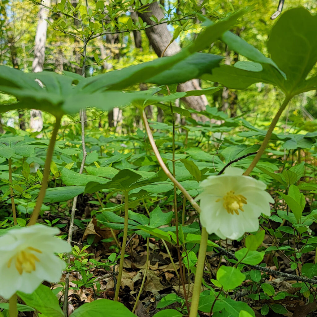 Podophyllum peltatum flowers. Mayapples carpet the ground at The MagiK Garden