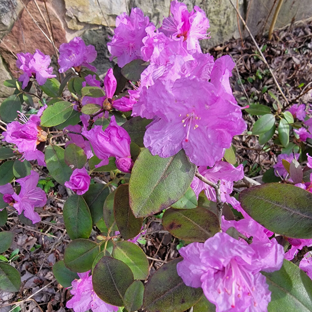 rhododendron pjm type blooming in spring