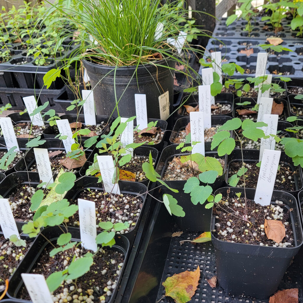 Some of the many species grown from seed at The MagiK Garden